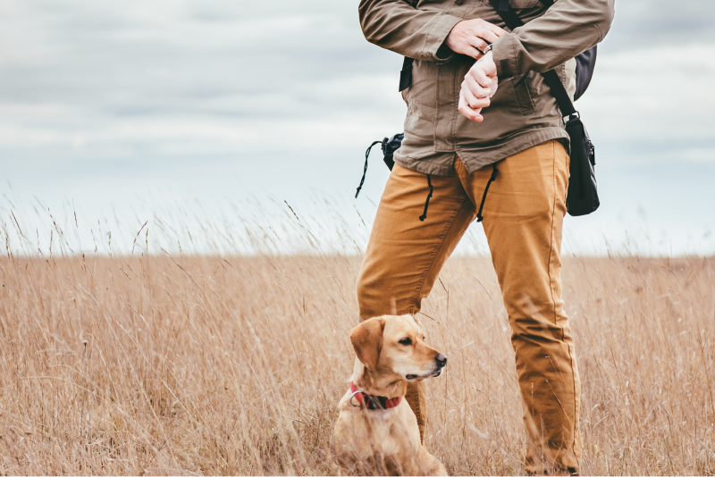 Pet Tracker vs. Pet Finder: What’s the Difference?